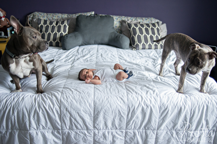 Presta Imagery Pomona NY Pit Bulls With Newborn Photographer